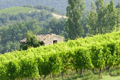 maison au milieu des vignes