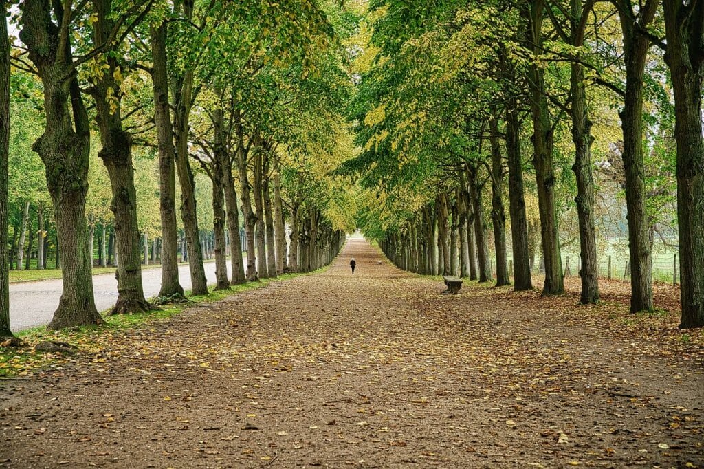 Versailles, ville idéale ?